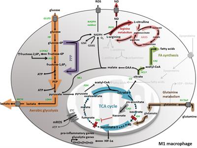 Macrophage Metabolism As Therapeutic Target for Cancer, Atherosclerosis, and Obesity